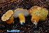  (Rubinoboletus balloui - TRTC161178)  @11 [ ] CreativeCommons - Attribution Non-Commercial Share-Alike (2010) Unspecified Royal Ontario Museum