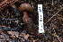  (Boletus cf. brunneissimus - TRTC157140)  @11 [ ] CreativeCommons - Attribution Non-Commercial Share-Alike (2010) Unspecified Royal Ontario Museum