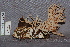  ( - TRTC157148)  @11 [ ] CreativeCommons - Attribution Non-Commercial Share-Alike (2010) Unspecified Royal Ontario Museum