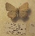  ( - GCB-VN16b)  @11 [ ] copyright (2023) Gian Cristoforo Bozano Unspecified