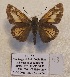  (Ochlodes linga - GCB-VN53)  @11 [ ] copyright (2023) Gian Cristoforo Bozano Unspecified