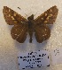  (Ochlodes crataeis - GCB-VN55)  @11 [ ] copyright (2023) Gian Cristoforo Bozano Unspecified