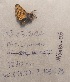  ( - VNSard-06)  @11 [ ] Copyright (2024) Natural History Museum Vienna, Research Collection Unspecified