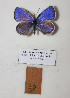  (Kretania zephyrinus - Naderi2023-039)  @11 [ ] Copyright (2023) Alireza Naderi Unspecified