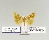  ( - HA-Pyr-036)  @11 [ ] Copyright (2023) Hayk Mirzayans Insect Museum HMIM