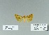  ( - HA-Pyr-037)  @11 [ ] Copyright (2023) Hayk Mirzayans Insect Museum HMIM