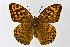  ( - DNAwthArgynnis047)  @11 [ ] Copyright (2025) Wolfgang ten Hagen Unspecified
