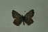  (Aricia crassipuncta - DNAwthlyc 001)  @14 [ ] Copyright (2009) Unspecified Unspecified