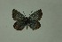  (Aricia anteros - DNAwthlyc 008)  @13 [ ] Copyright (2009) Unspecified Unspecified