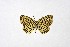  ( - DNAwthTarucus011)  @11 [ ] copyright (2023) Wolfgang tenHagen Unspecified