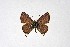  ( - DNAwthTarucus023)  @11 [ ] copyright (2023) Wolfgang tenHagen Unspecified