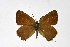  ( - DNAwthSatyrium175)  @11 [ ] copyright (2023) Wolfgang tenHagen Unspecified