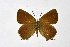  ( - DNAwthSatyrium176)  @11 [ ] copyright (2023) Wolfgang tenHagen Unspecified