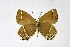  ( - DNAwthSatyrium176)  @11 [ ] copyright (2023) Wolfgang tenHagen Unspecified