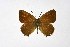  ( - DNAwthSatyrium177)  @11 [ ] copyright (2023) Wolfgang tenHagen Unspecified
