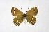  ( - DNAwthSatyrium177)  @11 [ ] copyright (2023) Wolfgang tenHagen Unspecified