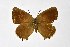  ( - DNAwthSatyrium199)  @11 [ ] copyright (2023) Wolfgang tenHagen Unspecified