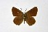  ( - DNAwthSatyrium210)  @11 [ ] copyright (2023) Wolfgang tenHagen Unspecified