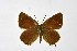  ( - DNAwthSatyrium213)  @11 [ ] copyright (2023) Wolfgang tenHagen Unspecified