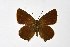  ( - DNAwthSatyrium214)  @11 [ ] copyright (2023) Wolfgang tenHagen Unspecified