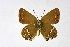  ( - DNAwthSatyrium214)  @11 [ ] copyright (2023) Wolfgang tenHagen Unspecified