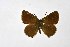  ( - DNAwthSatyrium215)  @11 [ ] copyright (2023) Wolfgang tenHagen Unspecified