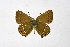  ( - DNAwthSatyrium215)  @11 [ ] copyright (2023) Wolfgang tenHagen Unspecified
