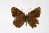  ( - DNAwthSatyrium216)  @11 [ ] copyright (2023) Wolfgang tenHagen Unspecified