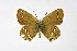  ( - DNAwthSatyrium216)  @11 [ ] copyright (2023) Wolfgang tenHagen Unspecified