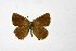  ( - DNAwthSatyrium235)  @11 [ ] copyright (2023) Wolfgang tenHagen Unspecified