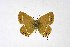  ( - DNAwthSatyrium235)  @11 [ ] copyright (2023) Wolfgang tenHagen Unspecified
