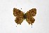  ( - DNAwthSatyrium236)  @11 [ ] copyright (2023) Wolfgang tenHagen Unspecified