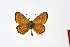  ( - DNAwth Athamanthia 032)  @11 [ ] Copyright (2021) Wolfgang tenHagen Unspecified
