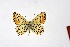  ( - DNAwth Athamanthia 032)  @11 [ ] Copyright (2021) Wolfgang tenHagen Unspecified