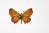  ( - DNAwth Athamanthia 033)  @11 [ ] Copyright (2021) Wolfgang tenHagen Unspecified