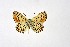  ( - DNAwth Athamanthia 033)  @11 [ ] Copyright (2021) Wolfgang tenHagen Unspecified