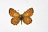  ( - DNAwth Athamanthia 034)  @11 [ ] Copyright (2021) Wolfgang tenHagen Unspecified