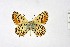  ( - DNAwth Athamanthia 034)  @11 [ ] Copyright (2021) Wolfgang tenHagen Unspecified