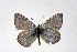  ( - DNAwthIolana013)  @11 [ ] copyright (2023) Wolfgang tenHagen Unspecified