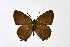  ( - DNAwthSatyrium252)  @11 [ ] Copyright (2023) Unspecified Unspecified