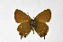  ( - DNAwthSatyrium290)  @11 [ ] Copyright (2023) Unspecified Unspecified