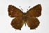  ( - DNAwthSatyrium305)  @11 [ ] Copyright (2023) Unspecified Unspecified