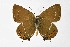  ( - DNAwthSatyrium305)  @11 [ ] Copyright (2023) Unspecified Unspecified