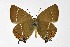  ( - DNAwthSatyrium306)  @11 [ ] Copyright (2023) Unspecified Unspecified