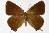  ( - DNAwthSatyrium307)  @11 [ ] Copyright (2023) Unspecified Unspecified