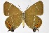  ( - DNAwthSatyrium307)  @11 [ ] Copyright (2023) Unspecified Unspecified