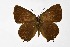  ( - DNAwthSatyrium308)  @11 [ ] Copyright (2023) Unspecified Unspecified