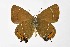  ( - DNAwthSatyrium308)  @11 [ ] Copyright (2023) Unspecified Unspecified