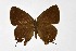  ( - DNAwthSatyrium312)  @11 [ ] Copyright (2023) Unspecified Unspecified