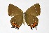  ( - DNAwthSatyrium312)  @11 [ ] Copyright (2023) Unspecified Unspecified